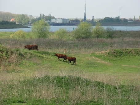 Doornenburg : Galloway-Rinder im Naturschutzgebiet De Klompenwaard